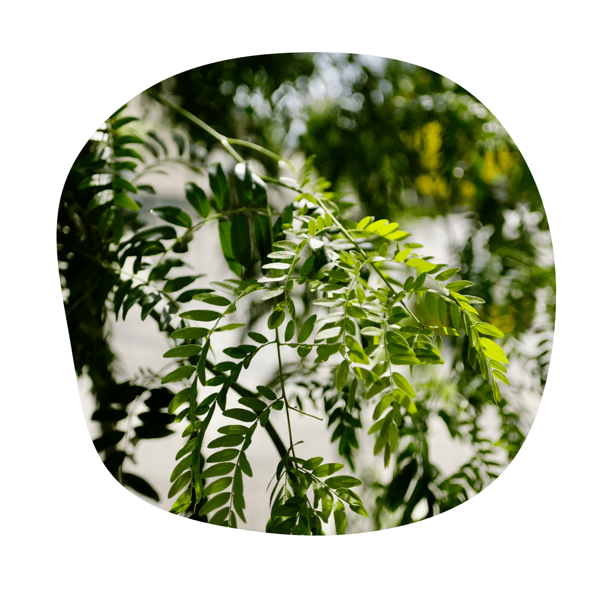 Gledíčia trojtŕňová - Gleditsia triacanthos ´Skyline´